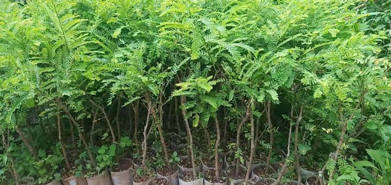 良种油甘果苗，自家果园培育的优良品种，早熟，挂果丰产，