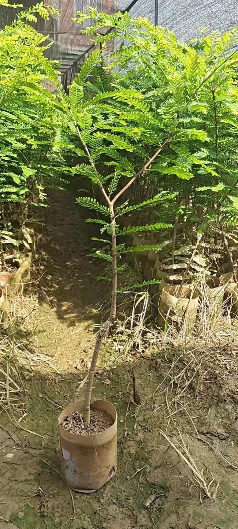良种油甘果苗，自家果园培育的优良品种，早熟，挂果丰产，