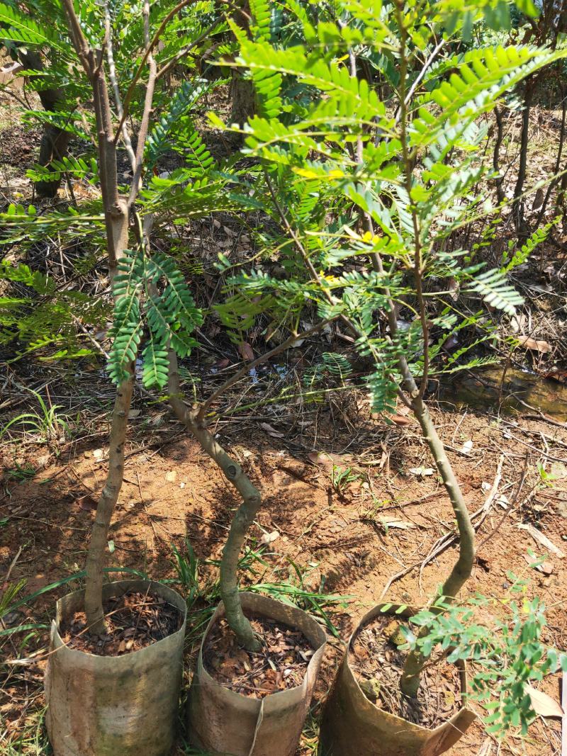 良种油甘果苗，自家果园培育的优良品种，早熟，挂果丰产，