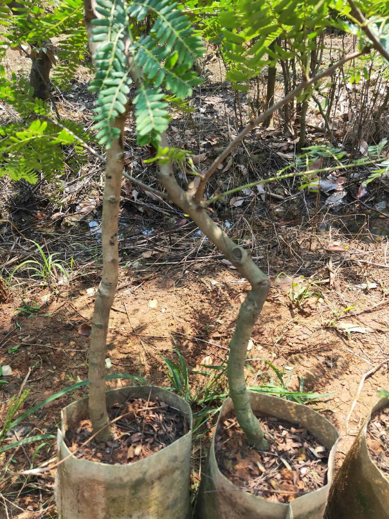 良种油甘果苗，自家果园培育的优良品种，早熟，挂果丰产，