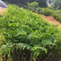 良种油甘果苗，自家果园培育的优良品种，早熟，挂果丰产，