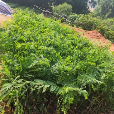 良种油甘果苗，自家果园培育的优良品种，早熟，挂果丰产，