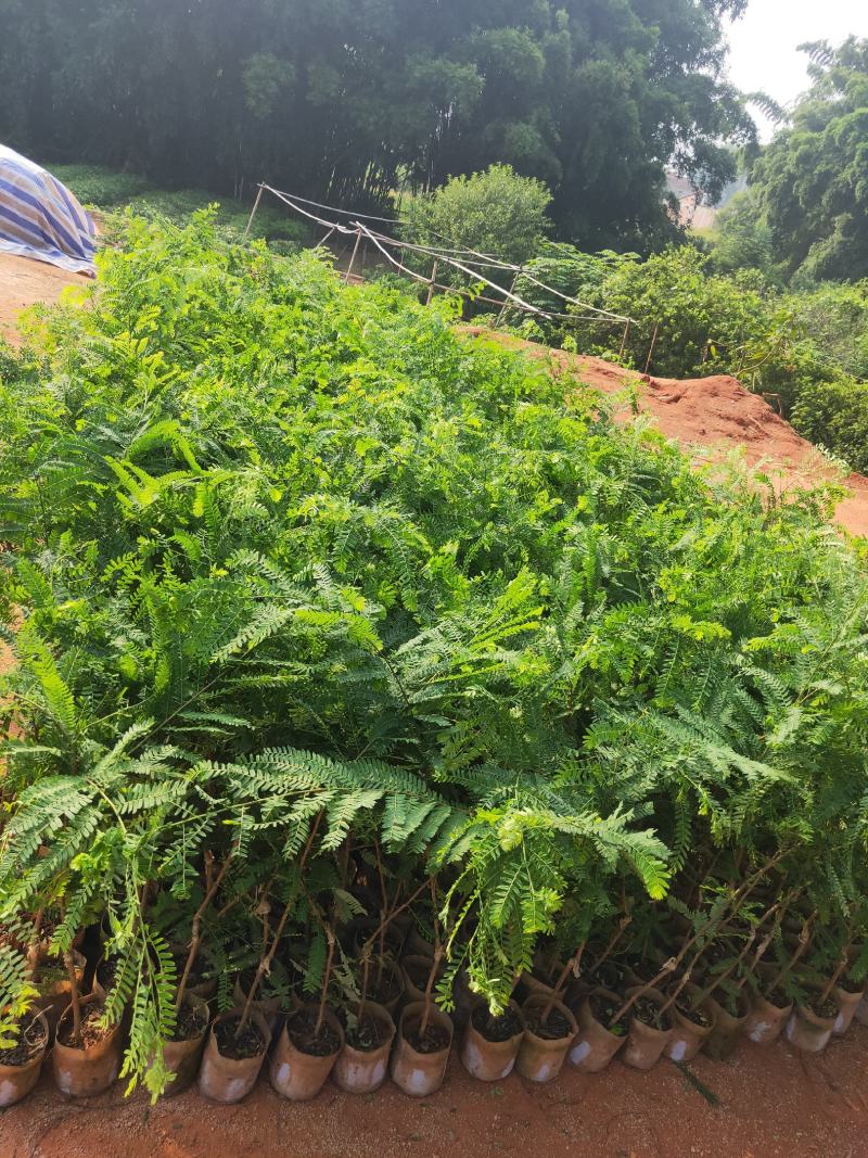 良种油甘果苗，自家果园培育的优良品种，早熟，挂果丰产，