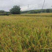 广西钦州红稻谷