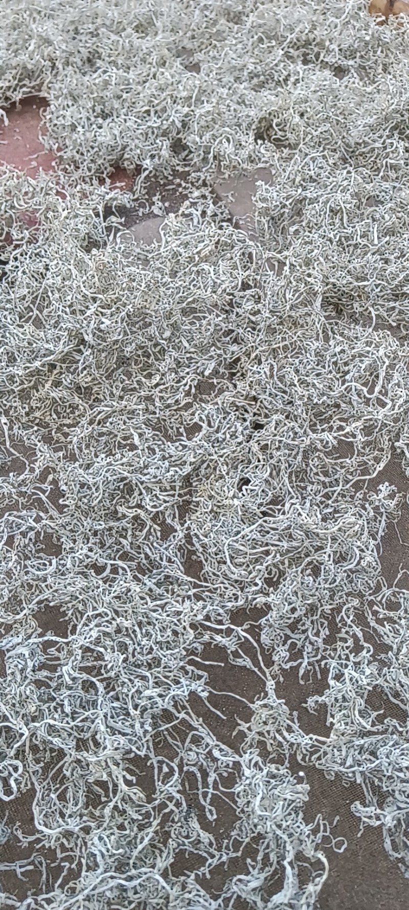 藤茶