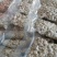 珍珠马蹄干，南北干货广东特产脱水珍珠马蹄，无硫珍珠马蹄干