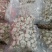 珍珠马蹄干，南北干货广东特产脱水珍珠马蹄，无硫珍珠马蹄干