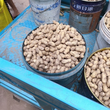 鲜花生，饱满度很好质量能保正