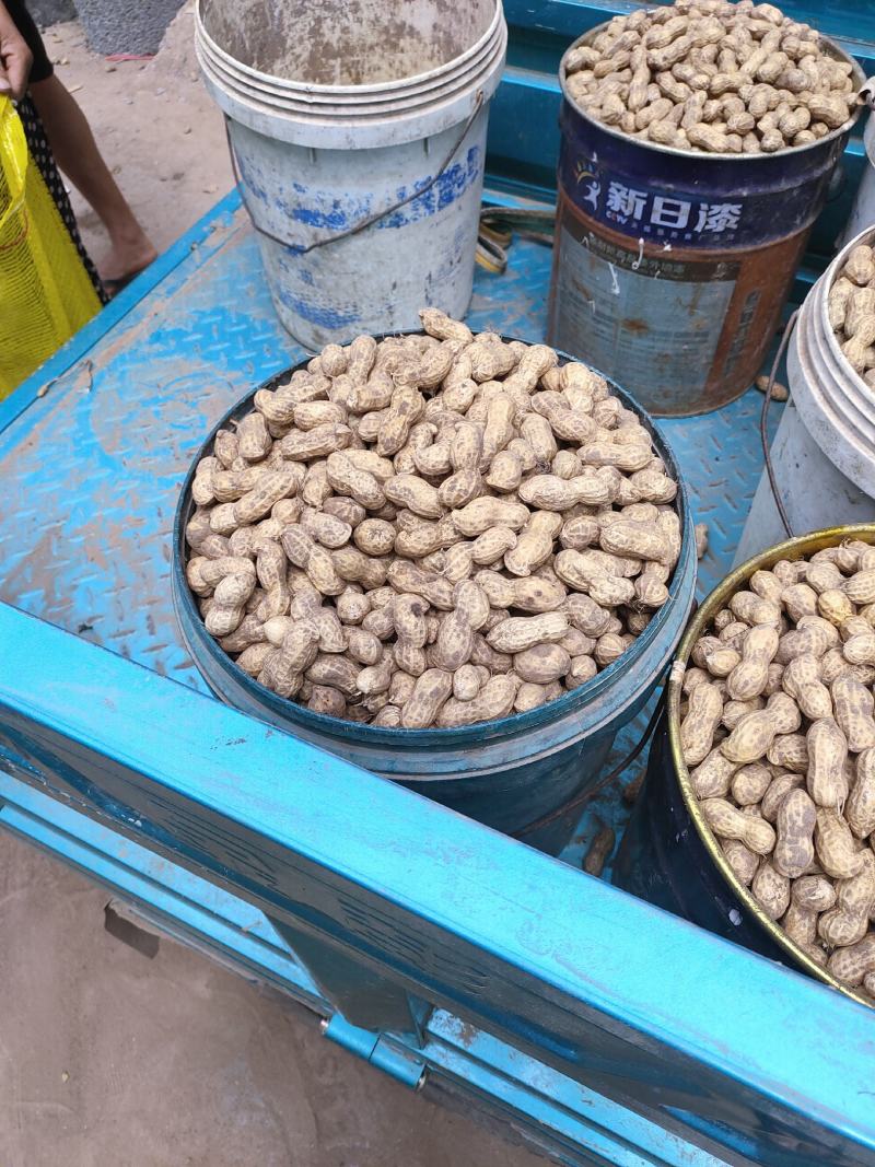 鲜花生，饱满度很好质量能保正