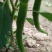 辣椒线椒基地种植直接供应