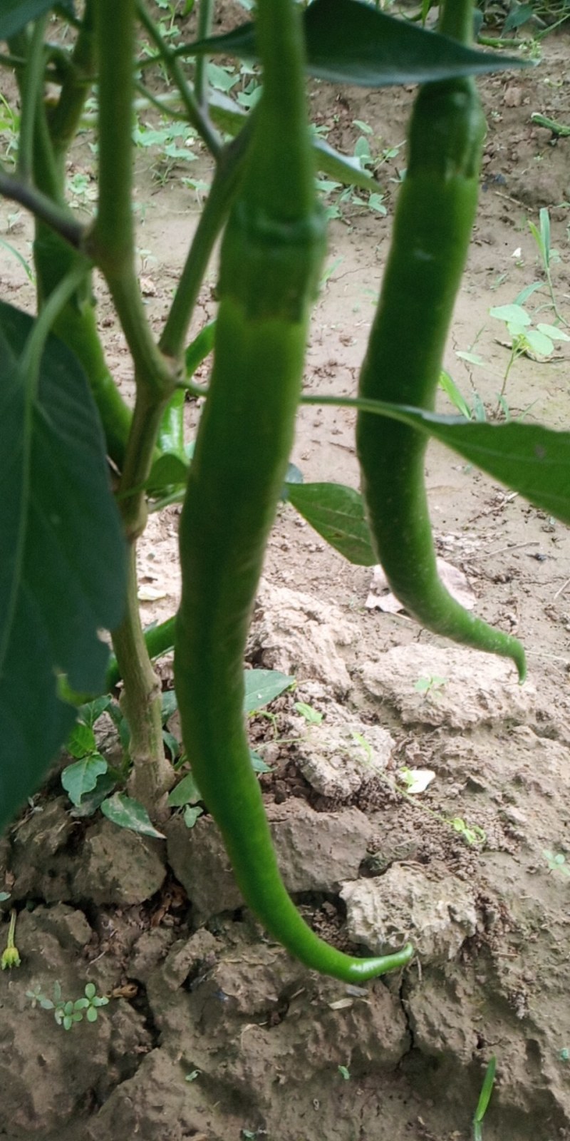 辣椒线椒基地种植直接供应