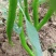 辣椒线椒基地种植直接供应