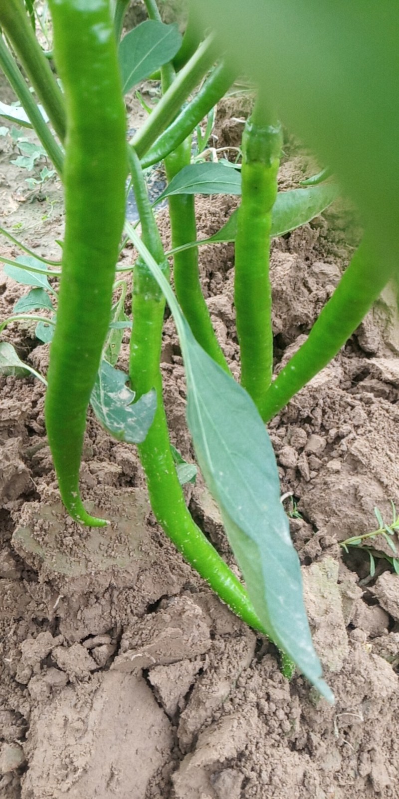 辣椒线椒基地种植直接供应