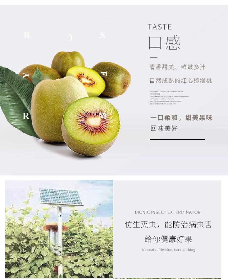 四川绵阳红心猕猴桃，专业代办带收，有需要的老板可以联系