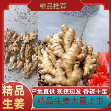 【小黄姜】小黄姜颜色好大块辣味浓厚沙土姜