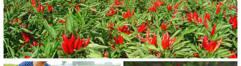 多彩贵州干辣椒粉特辣油泼辣子中粗细海椒面手工香辣油辣椒