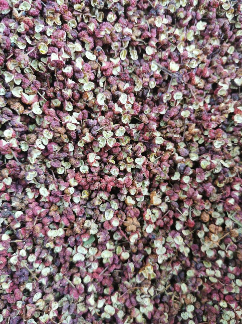 陕西省太白县高海拔花椒味道爽口鲜美
