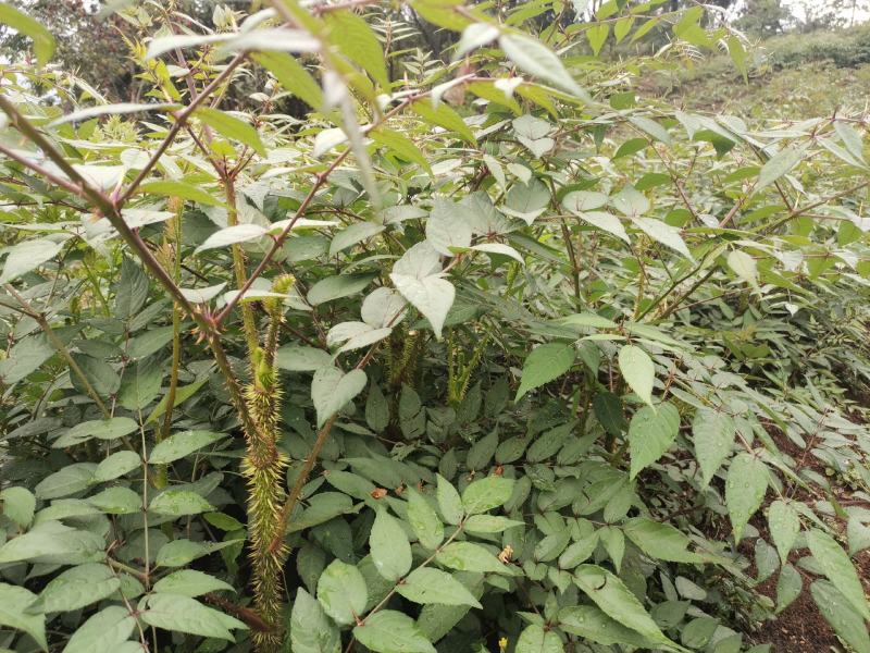 刺老芽苗大量出售，价格可谈。