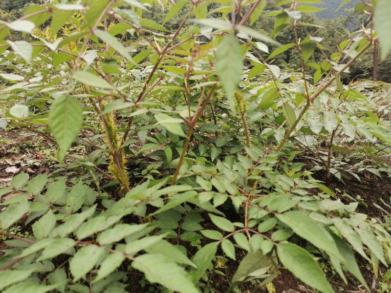 刺老芽苗大量出售，价格可谈。