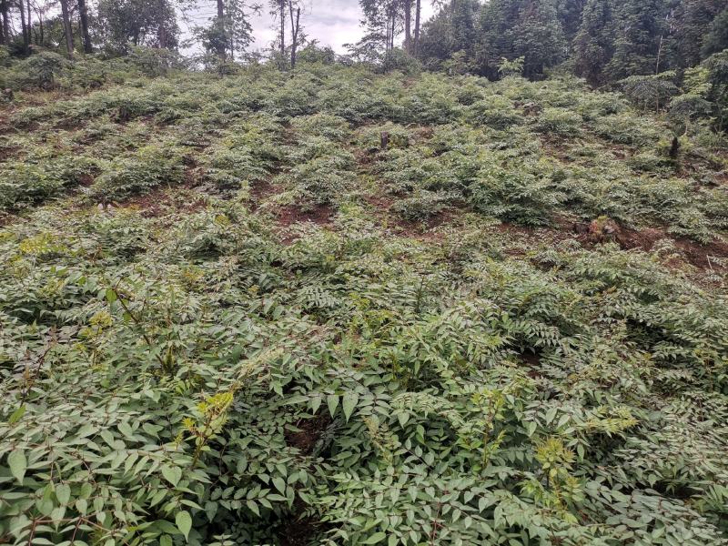 刺老芽苗大量出售，价格可谈。