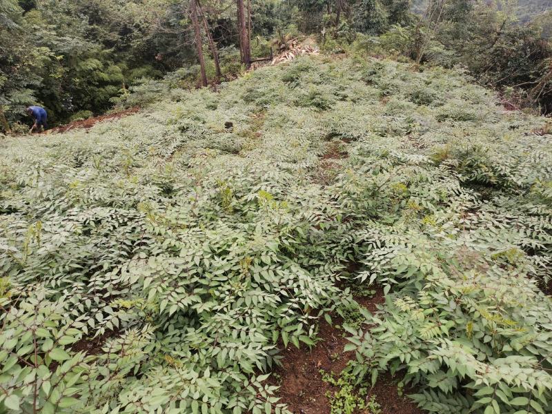 刺老芽苗大量出售，价格可谈。