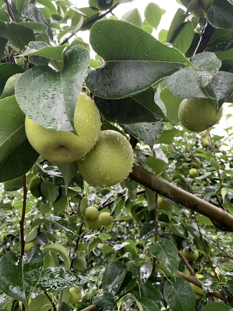 皇冠梨
