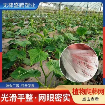 粗六股植物爬藤网适用于黄瓜苦瓜丝瓜葡萄爬藤攀爬网爬藤网