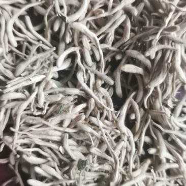 金银花
