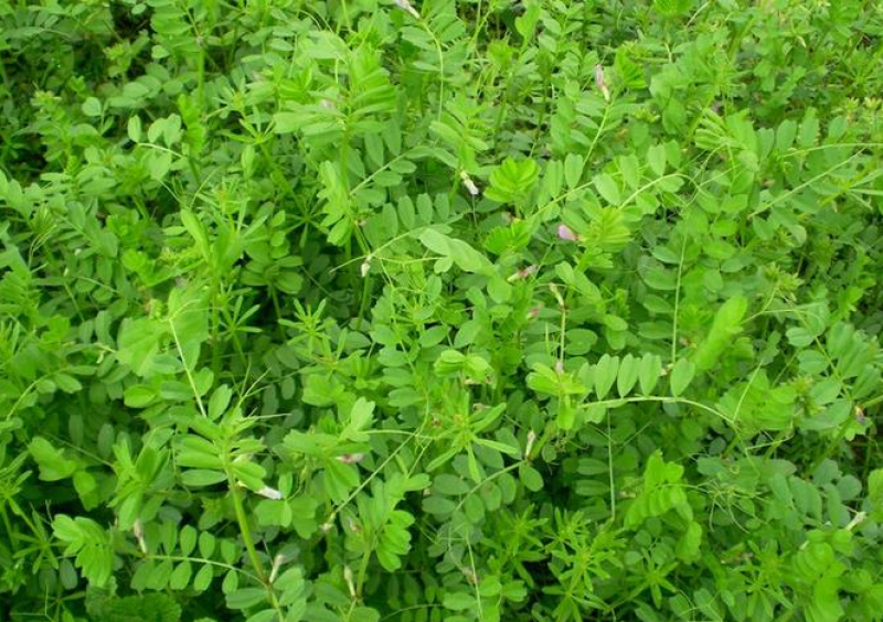 箭舌豌豆种子野豌豆，抑制杂草，改善土壤，给果园带来营养