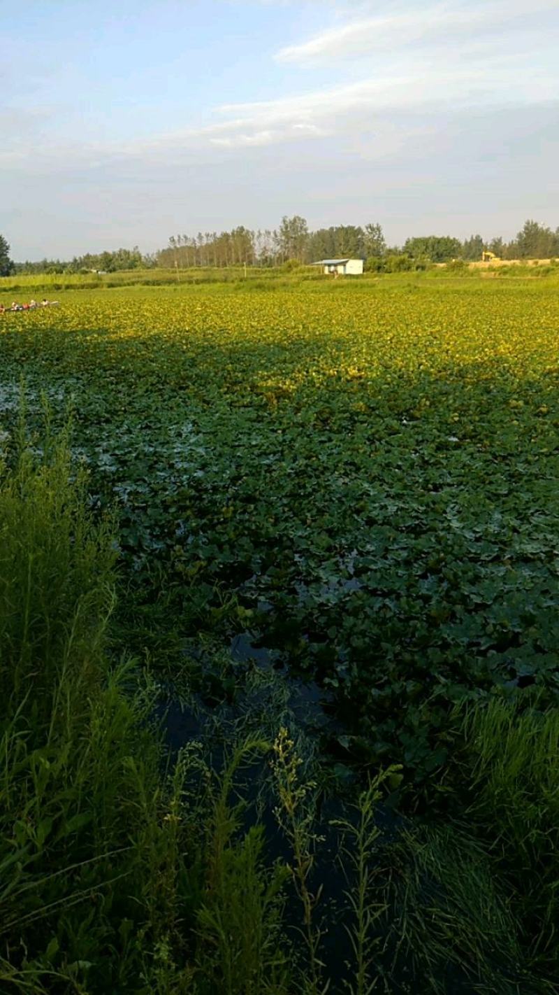 大量供应大青菱角，白菱角，老菱角。四季种植，保质保量发货