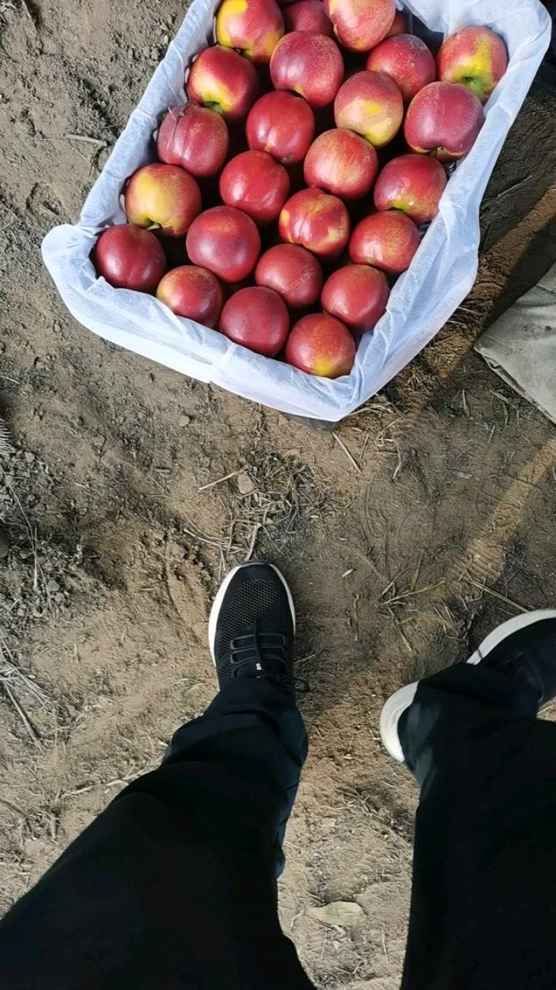 一手货源，产地直销，货源量任意选择陆地黄油桃