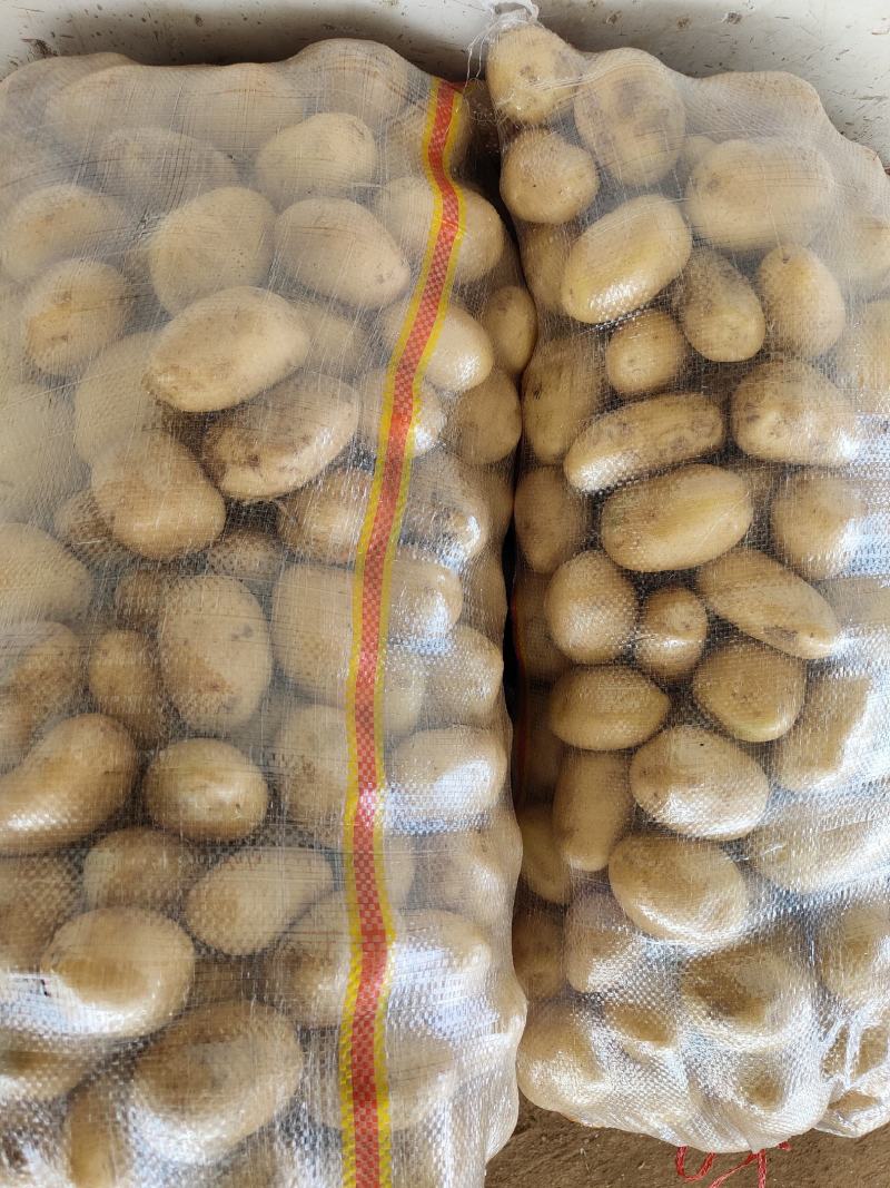 荷兰十五土豆精品1到3，2到4小土豆价格合理，质量上乘