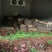 多彩贵州铜仁思南模农户户自种一级赤松茸5斤/盒