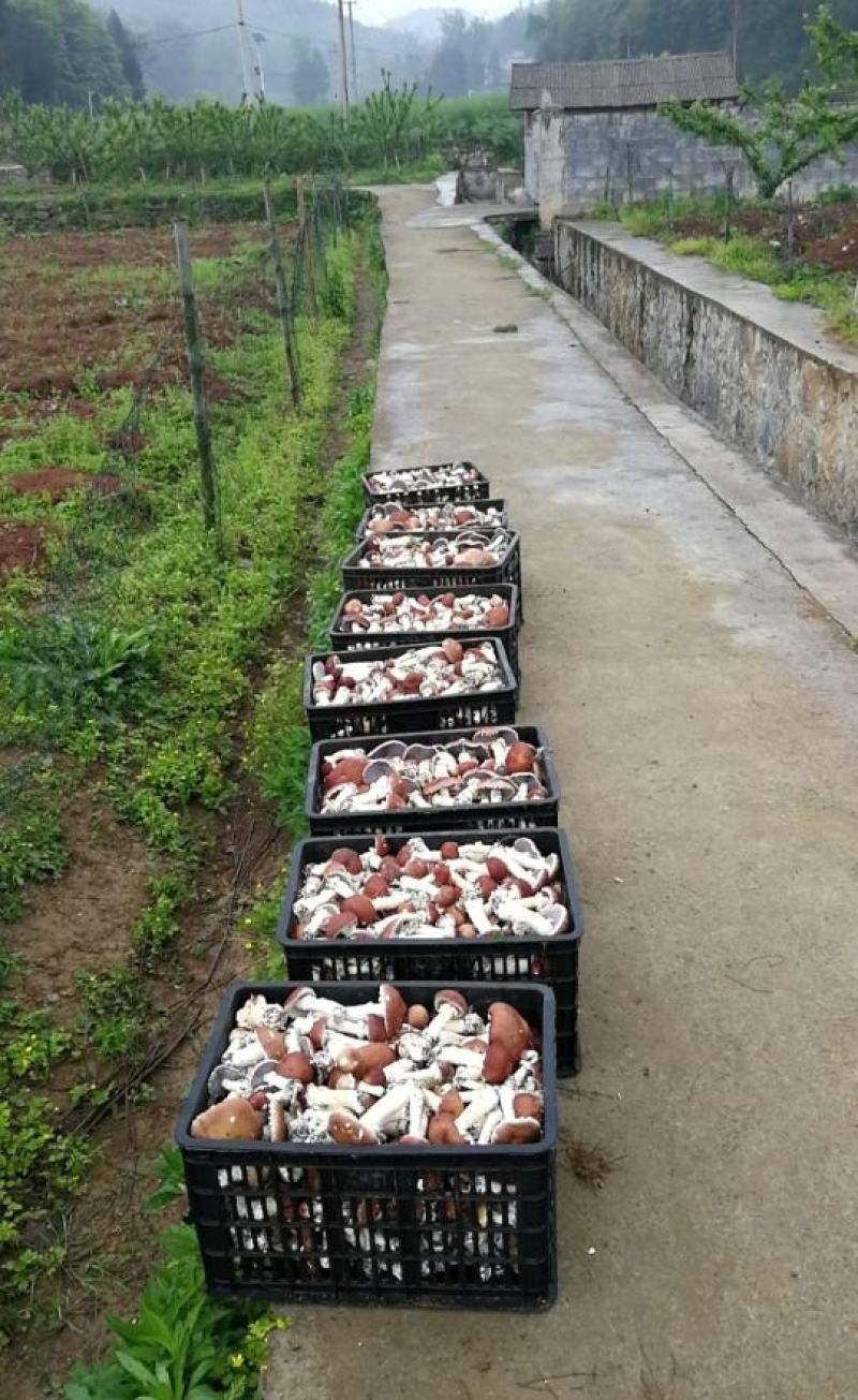 多彩贵州铜仁思南模农户户自种一级赤松茸5斤/盒