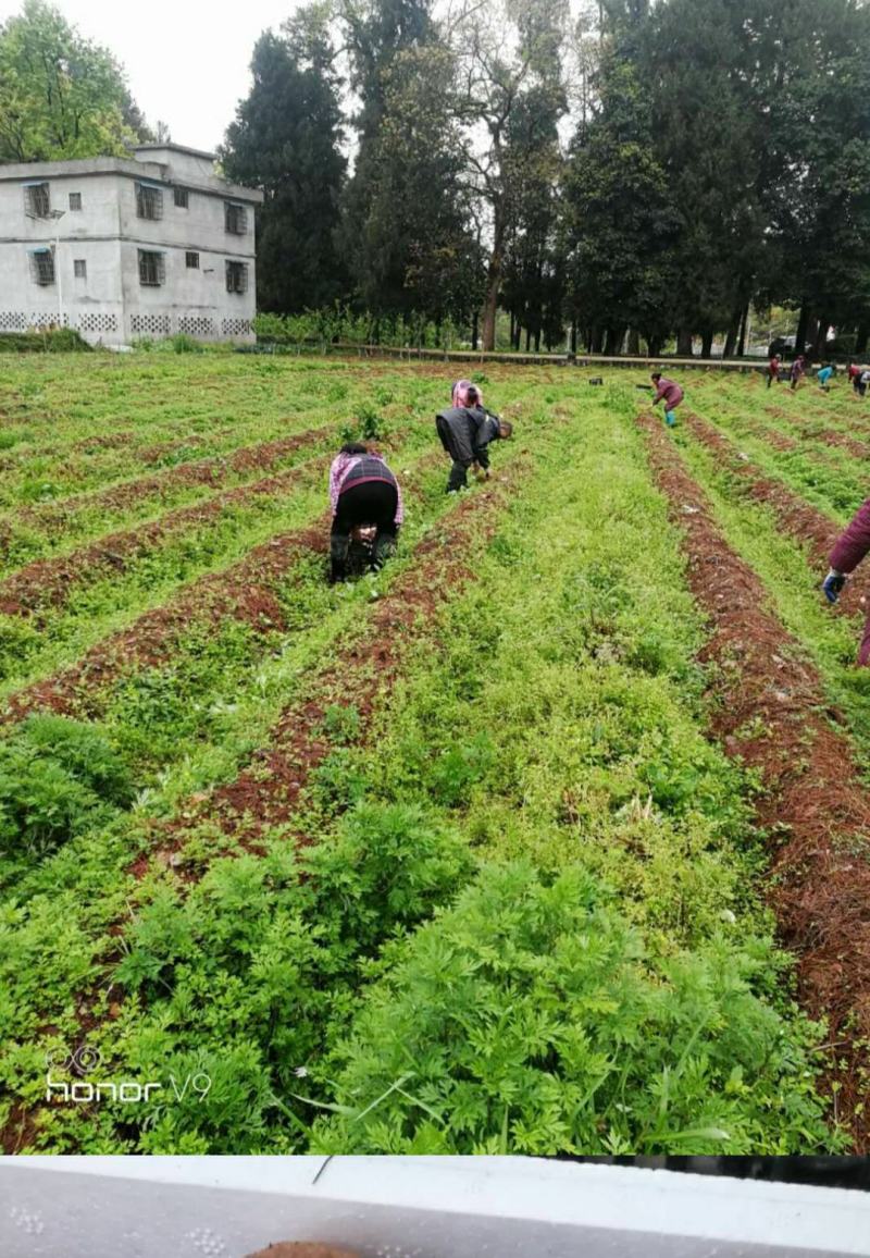 多彩贵州铜仁思南模农户户自种一级赤松茸5斤/盒