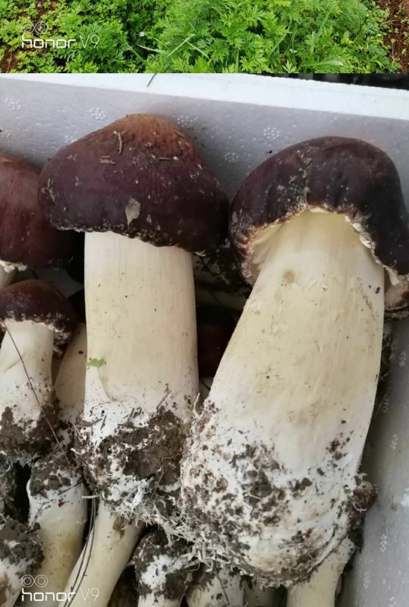 多彩贵州铜仁思南模农户户自种一级赤松茸5斤/盒