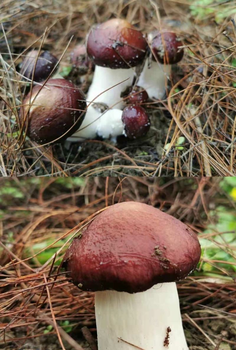 多彩贵州铜仁思南模农户户自种一级赤松茸5斤/盒