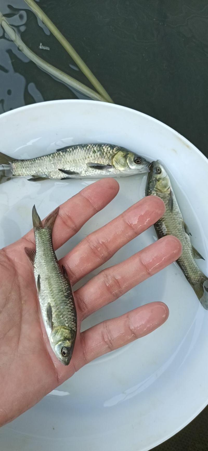广东东莞青鱼苗成活率高可代发支持视频看货