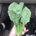 内蒙菠菜产地直发货源充足质量保证欢迎联系