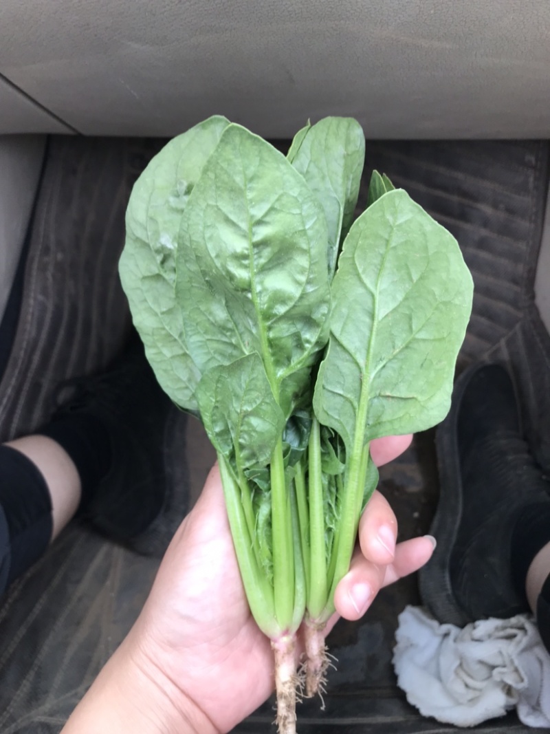 内蒙菠菜产地直发货源充足质量保证欢迎联系