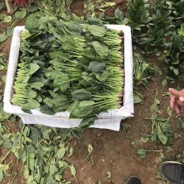内蒙菠菜产地直发货源充足质量保证欢迎联系