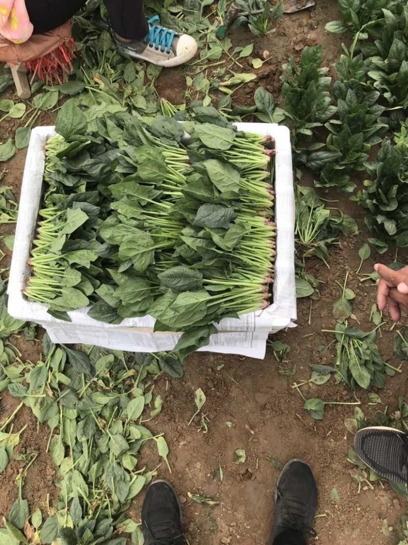内蒙菠菜产地直发货源充足质量保证欢迎联系