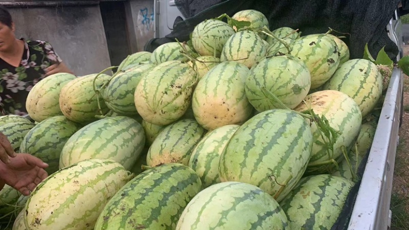 西瓜亏本大促销，好机会不要错过。品种齐全。