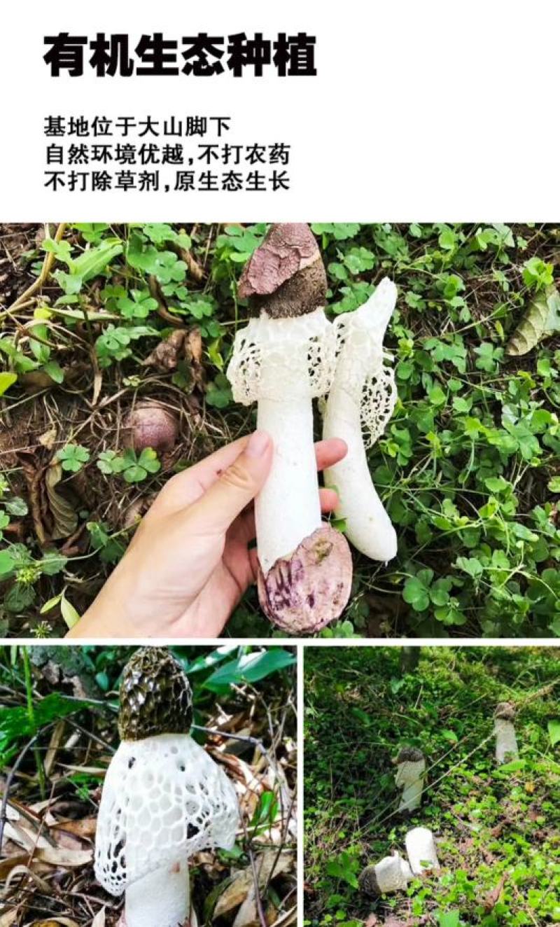 多彩贵州黔东农仓原色无硫竹荪50/袋批发