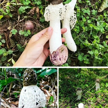 多彩贵州黔东农仓原色无硫竹荪50/袋批发