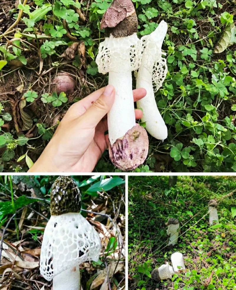 多彩贵州黔东农仓原色无硫竹荪50/袋批发