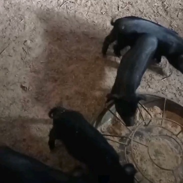 藏香猪，巴马香猪，耐粗饲，抗病力强，好喂养。
