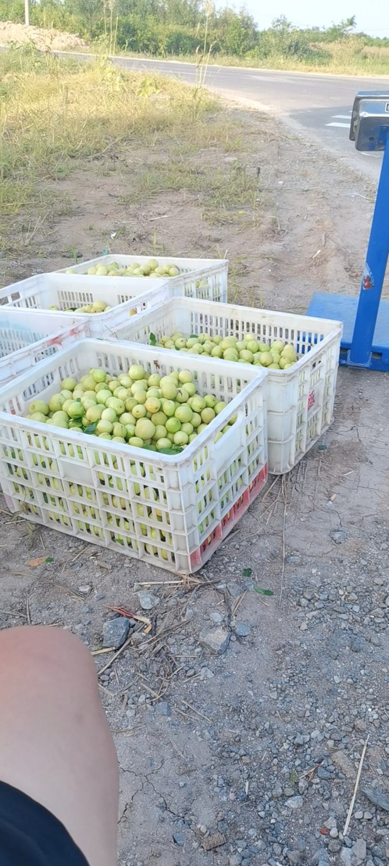 早脆王，早熟鲜枣，脆甜多汁，全部地头收货，诚信代办市场自
