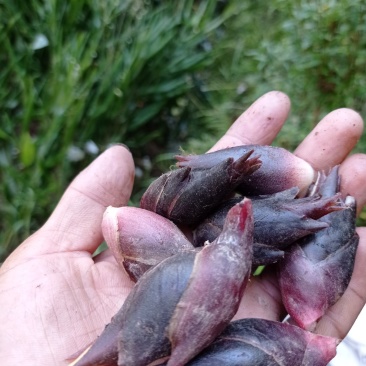 阳荷