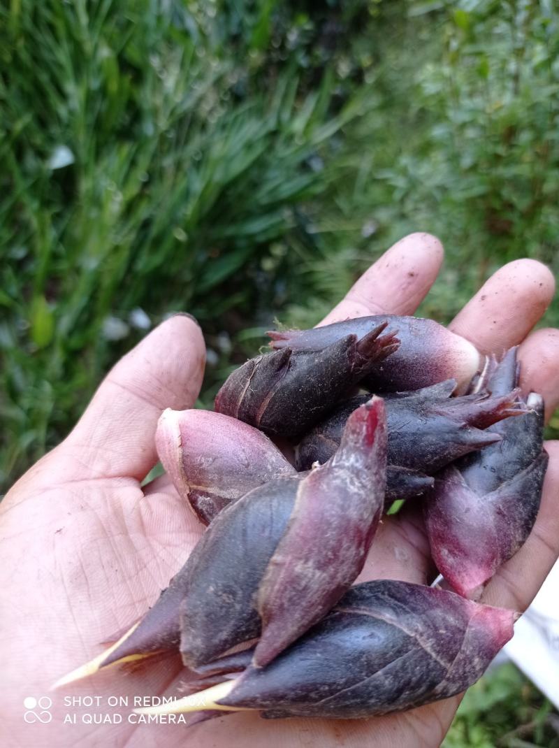 阳荷